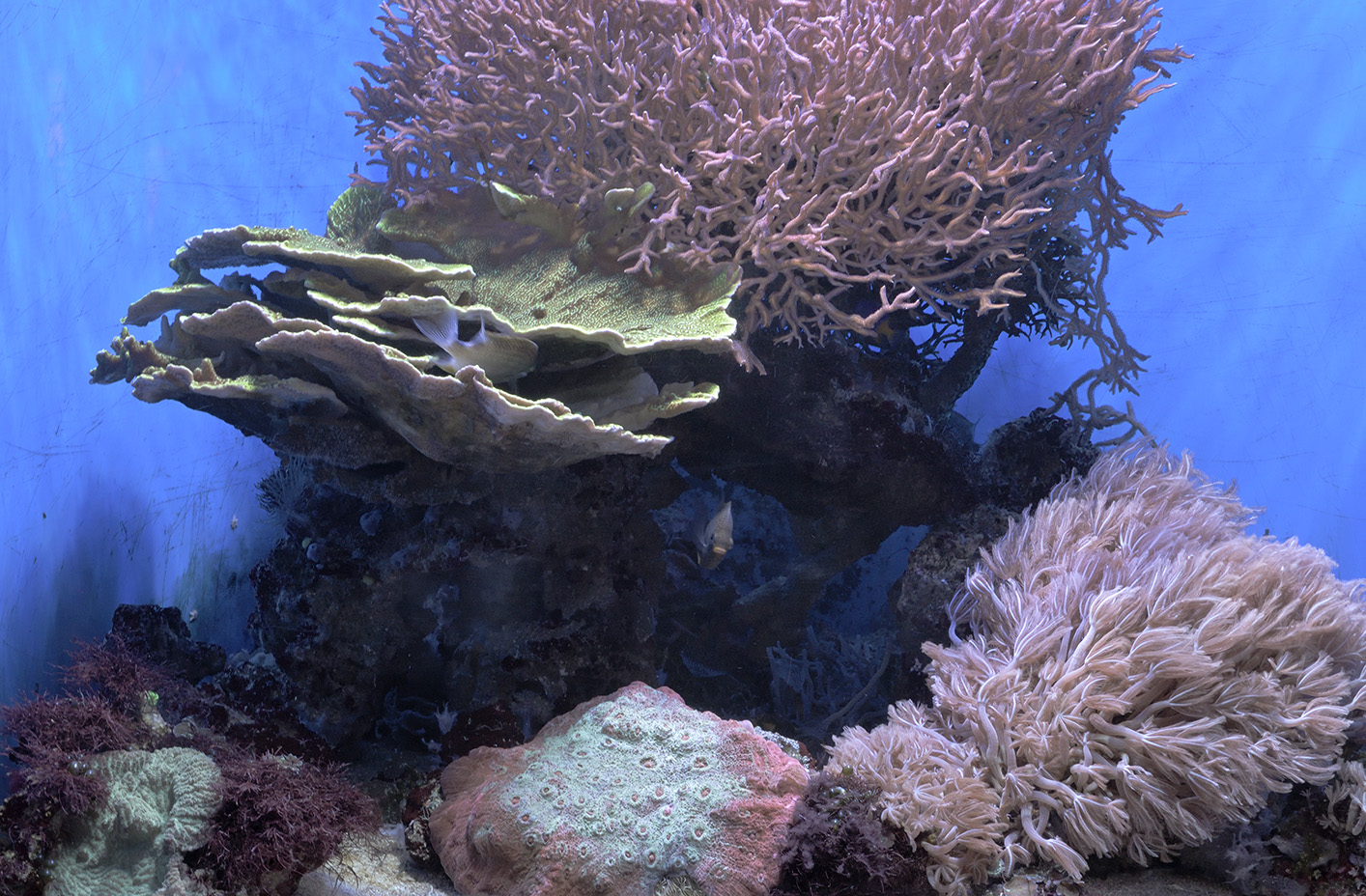Small reef aquarium with damselfish