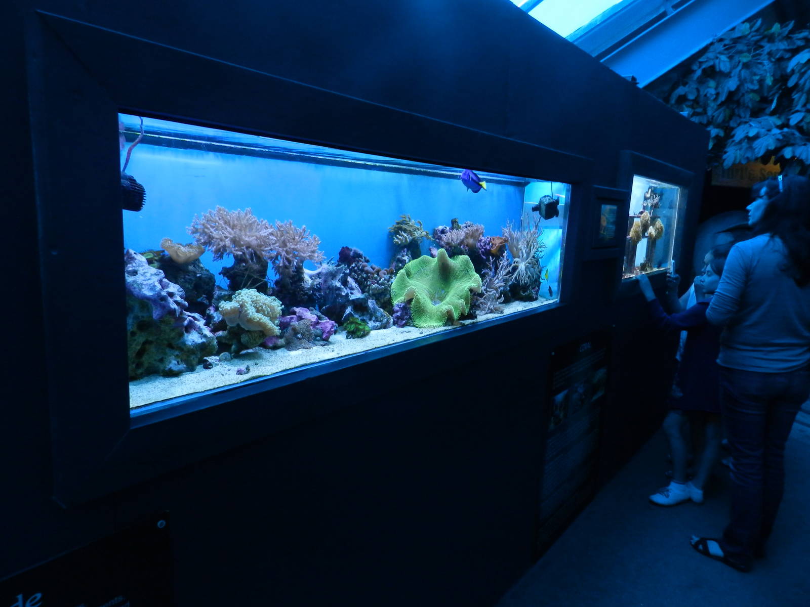 Small Reef Displays at SEA LIFE Scarborough - 26/08/2012