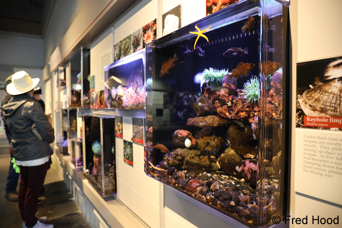 small reef exhibits