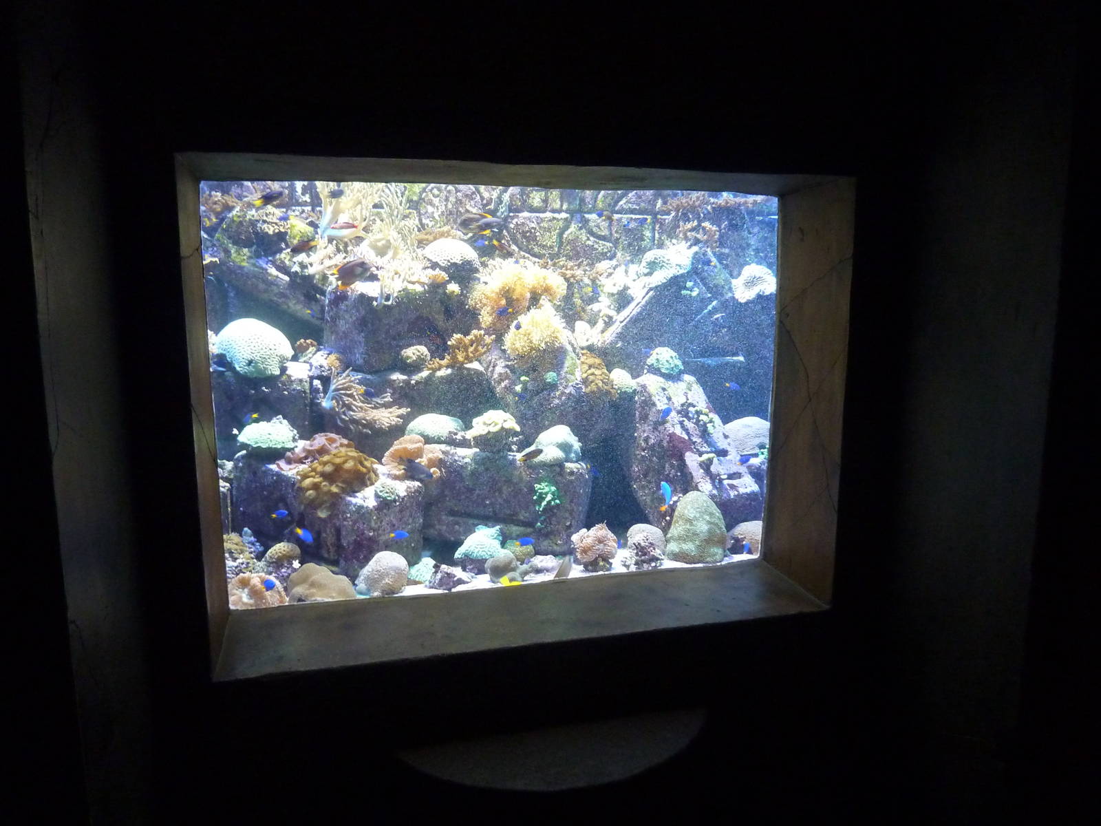 Small reef tank
