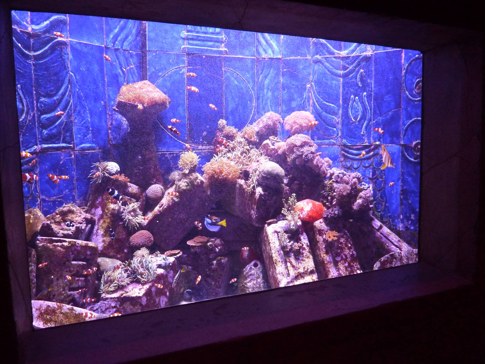 Small reef tank