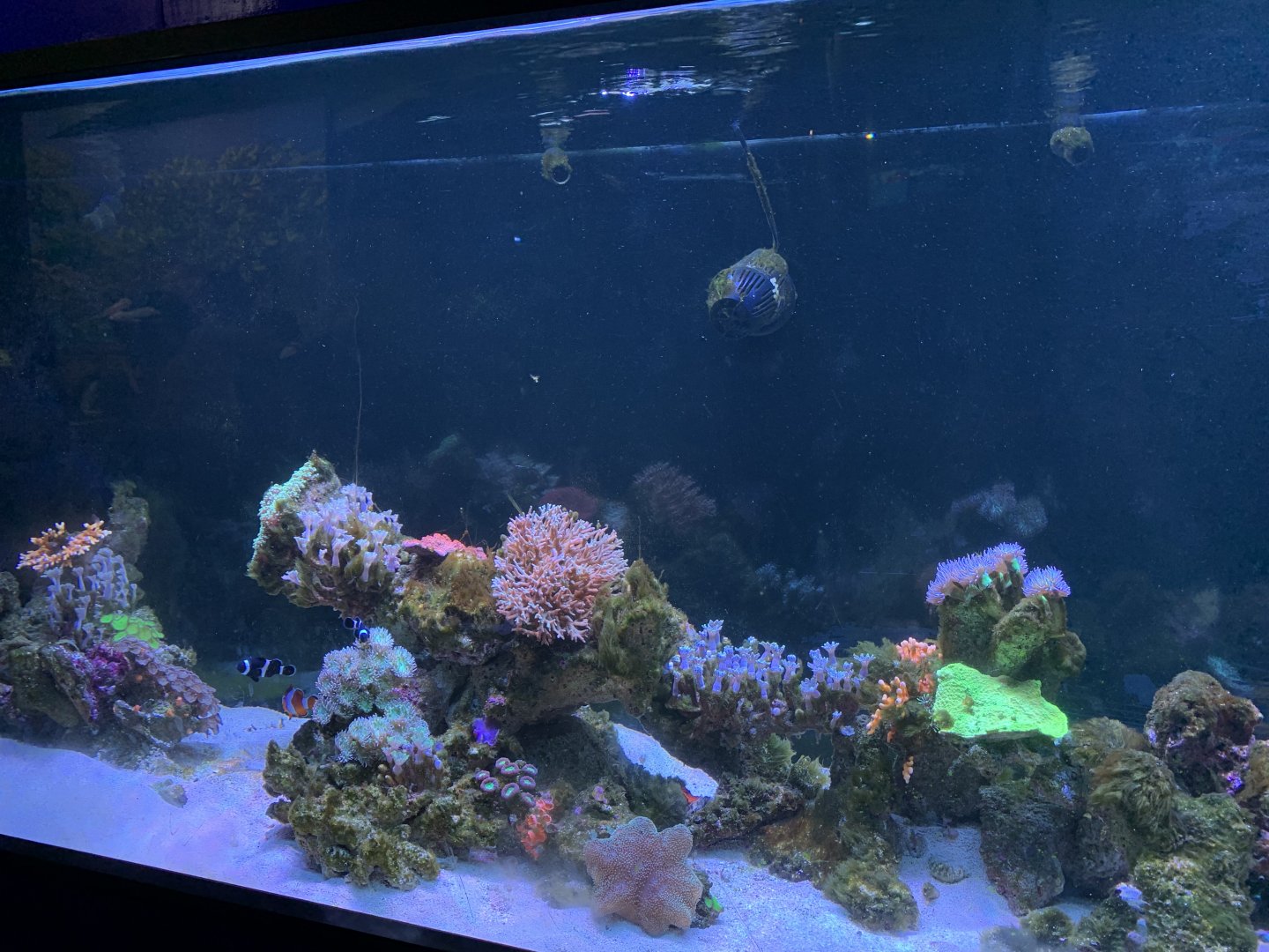 Small Reef Tank