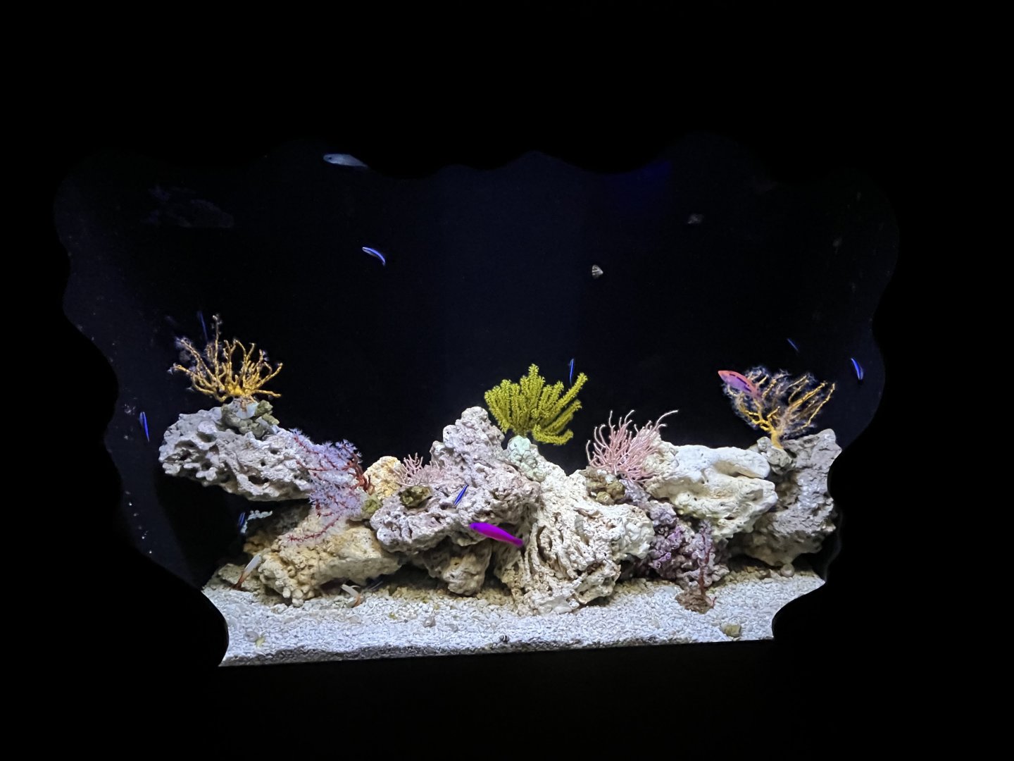 Small Reef Tank