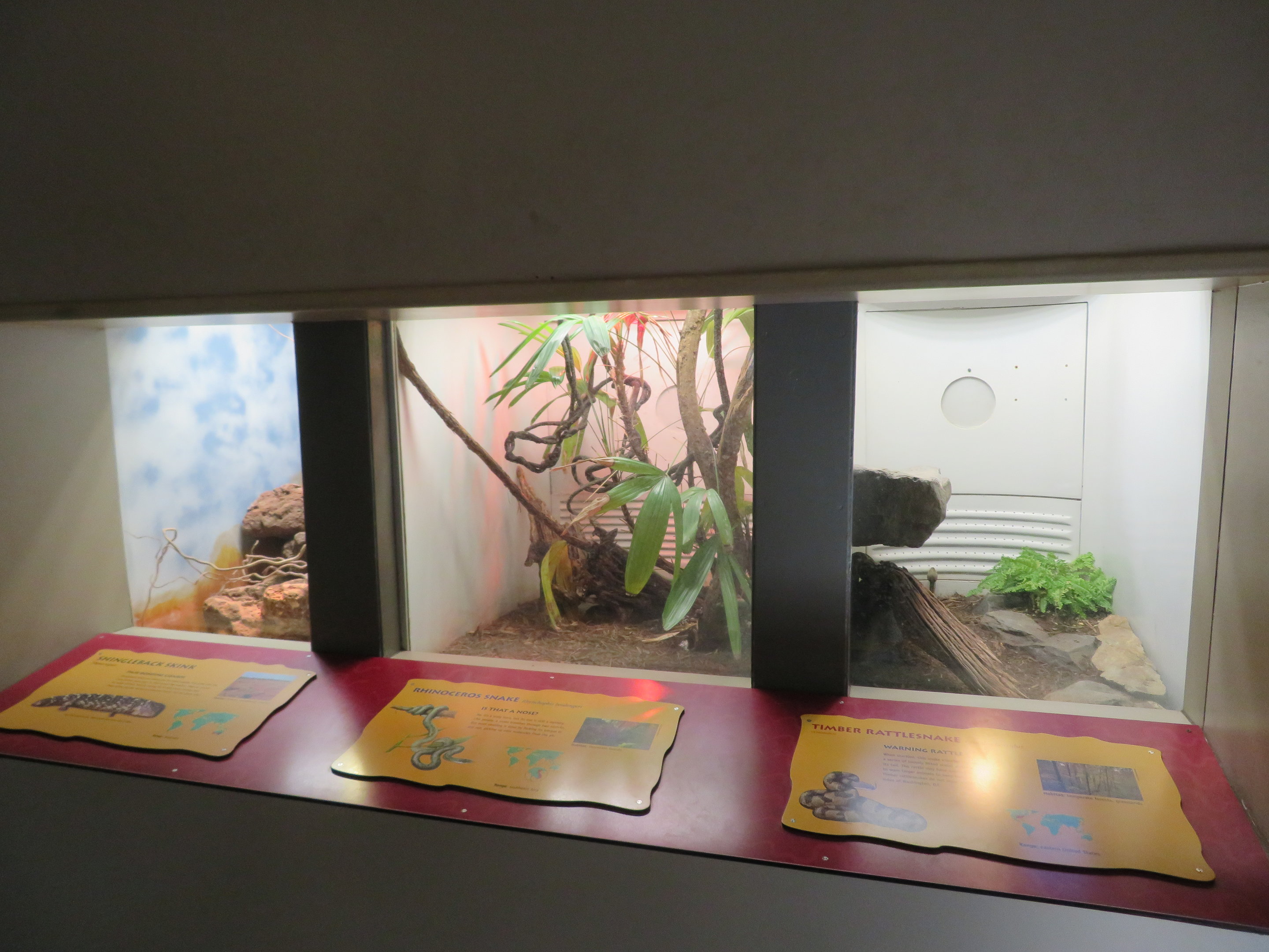 Small Reptile Exhibits
