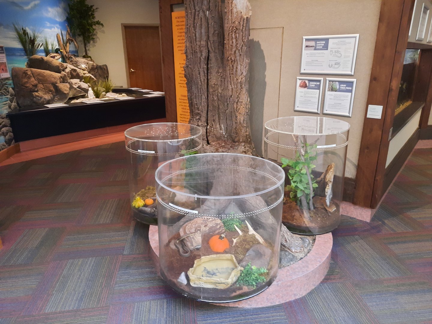 Small Reptile Exhibits