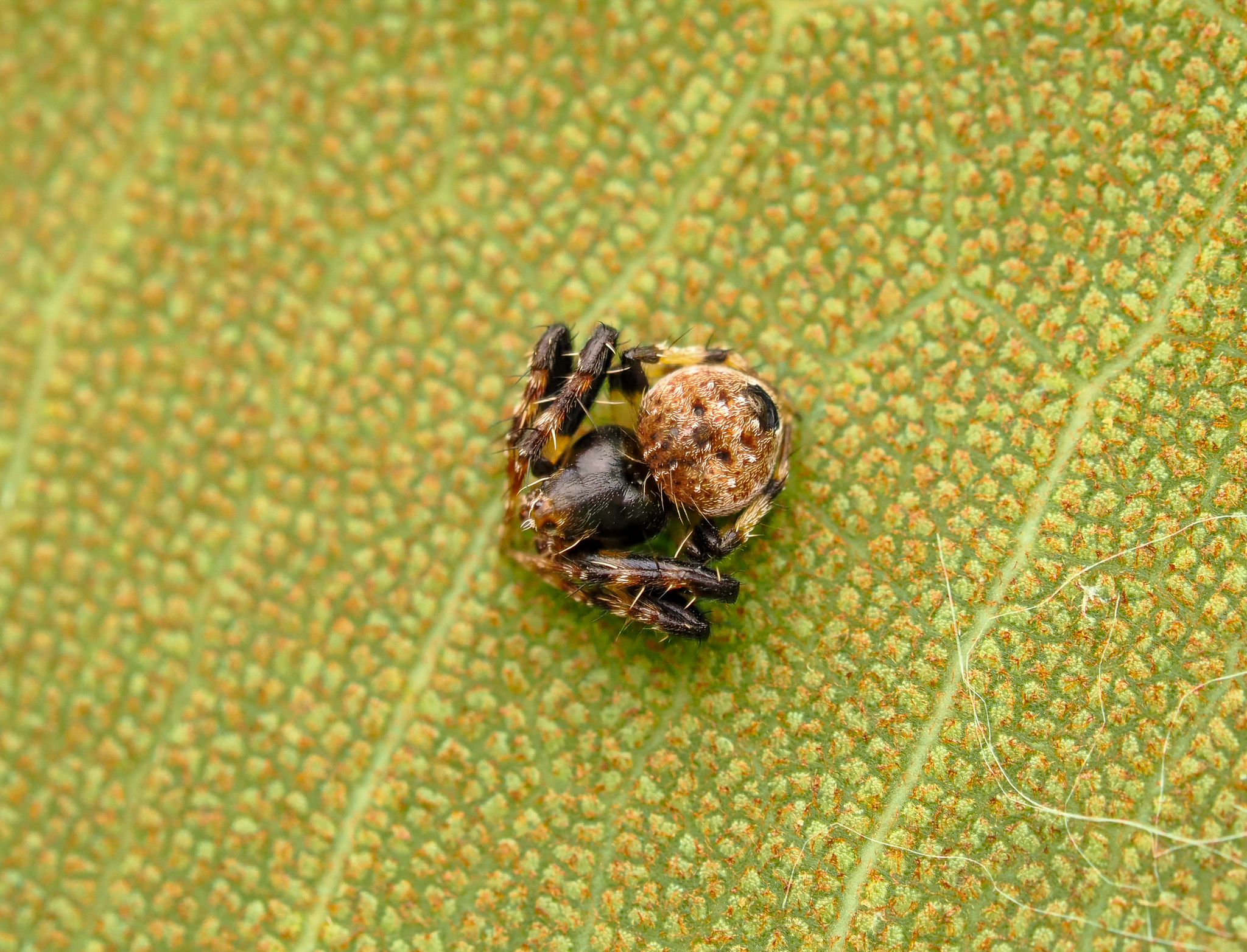 Small Round Orbweaver Araneus rotundulus
