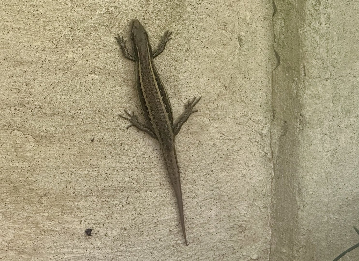 Small-scaled skink (Oligosoma microlepis)