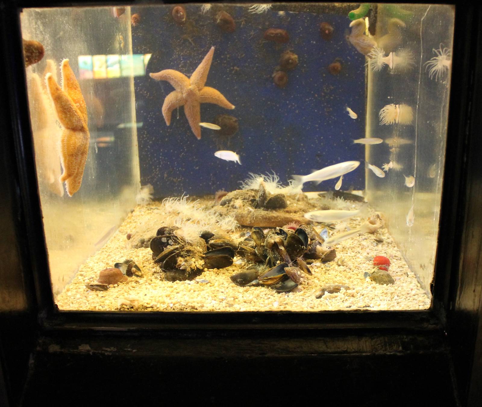 Small sea-aquarium
