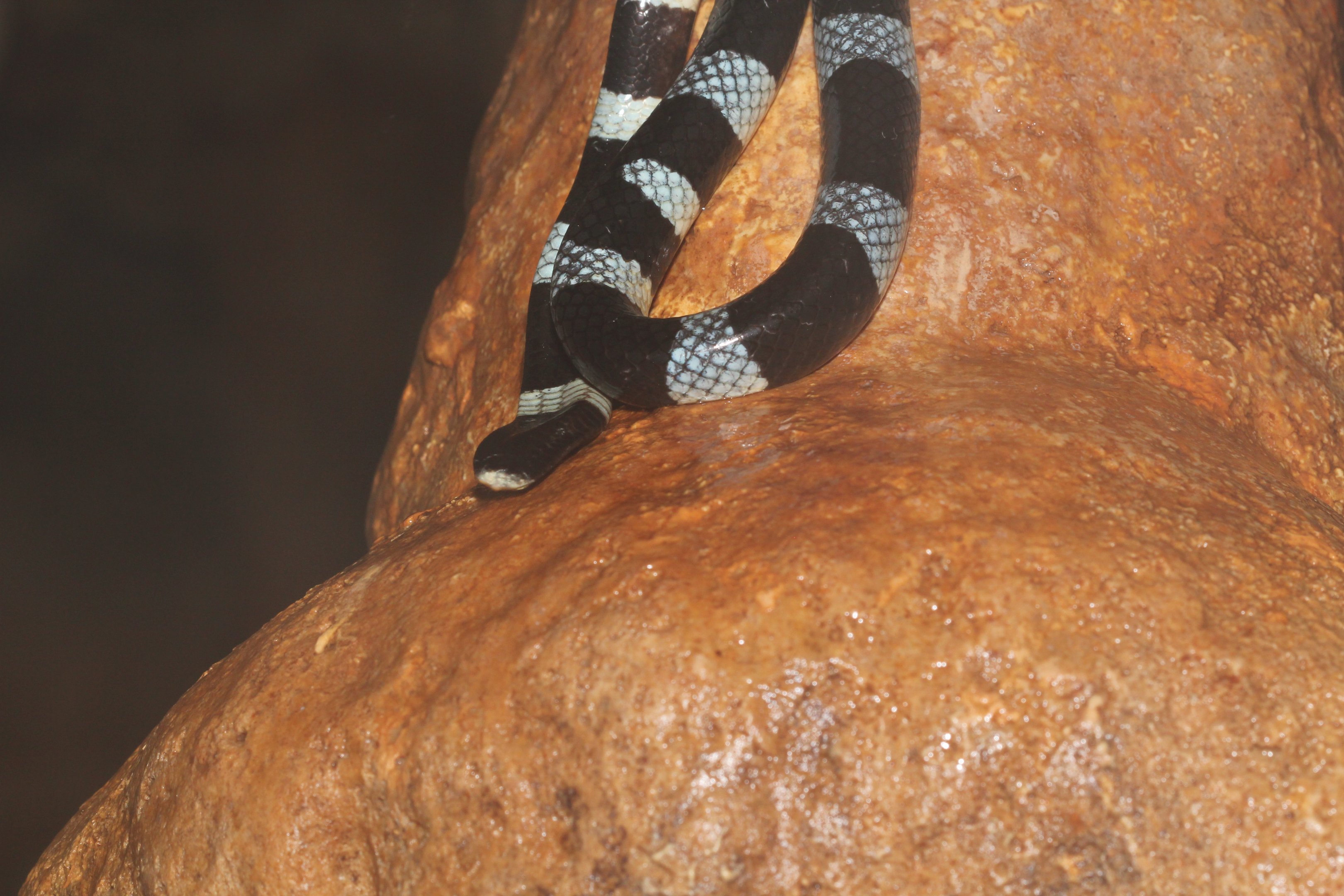 Small Seasnake In Cave