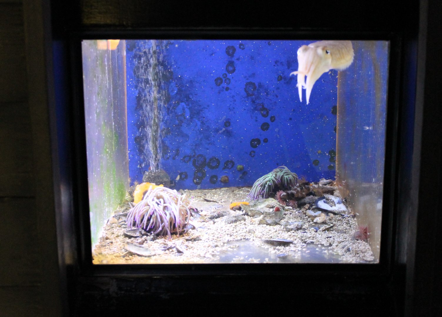 Small Sepia-aquarium