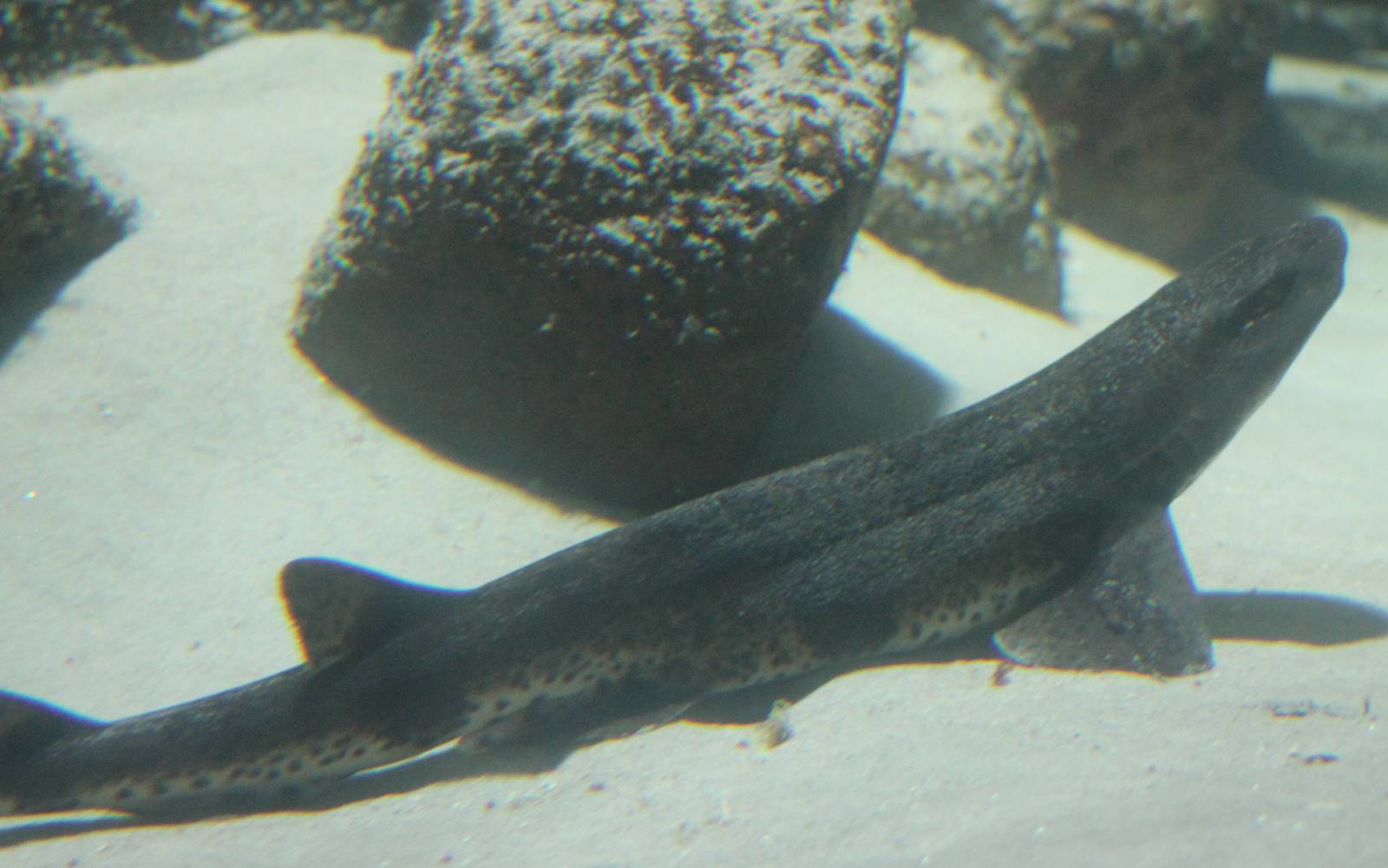 Small shark-species