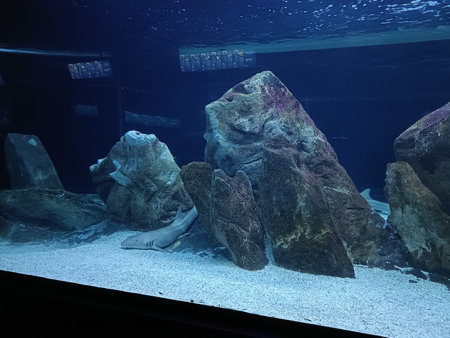 Small sharks exhibit