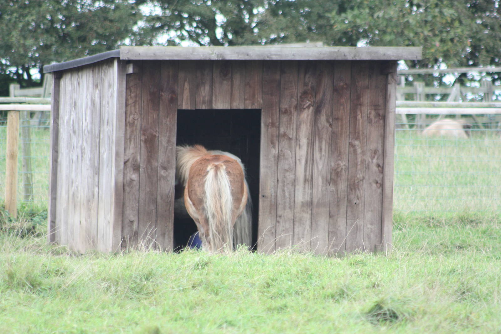 Small shelter, small pony. 25th September 2014