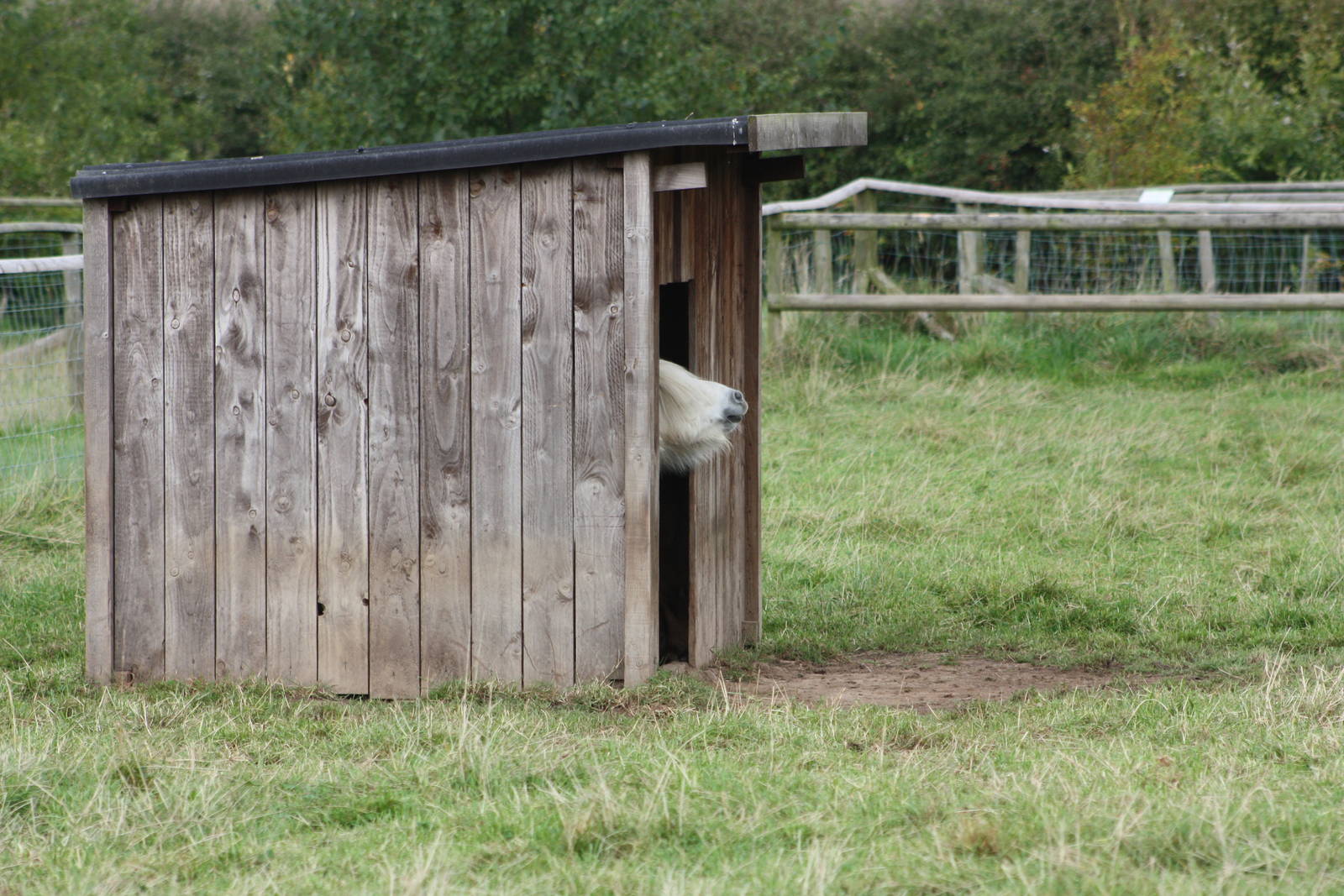 Small shelter, small pony. 25th September 2014