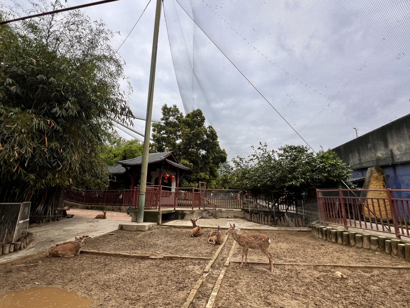 Small Sika Deer Exhibit inside Aviary