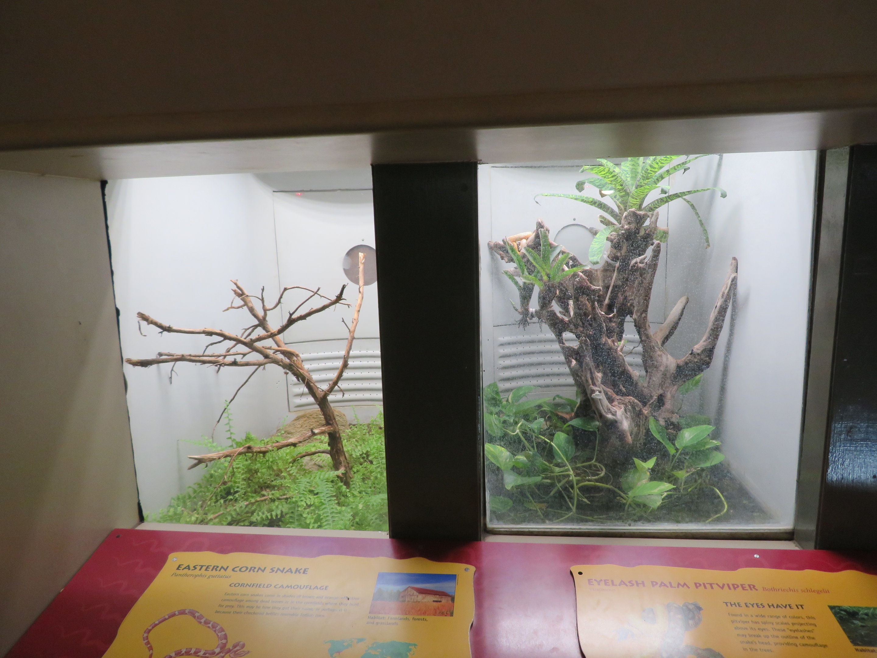 Small Snake Exhibits