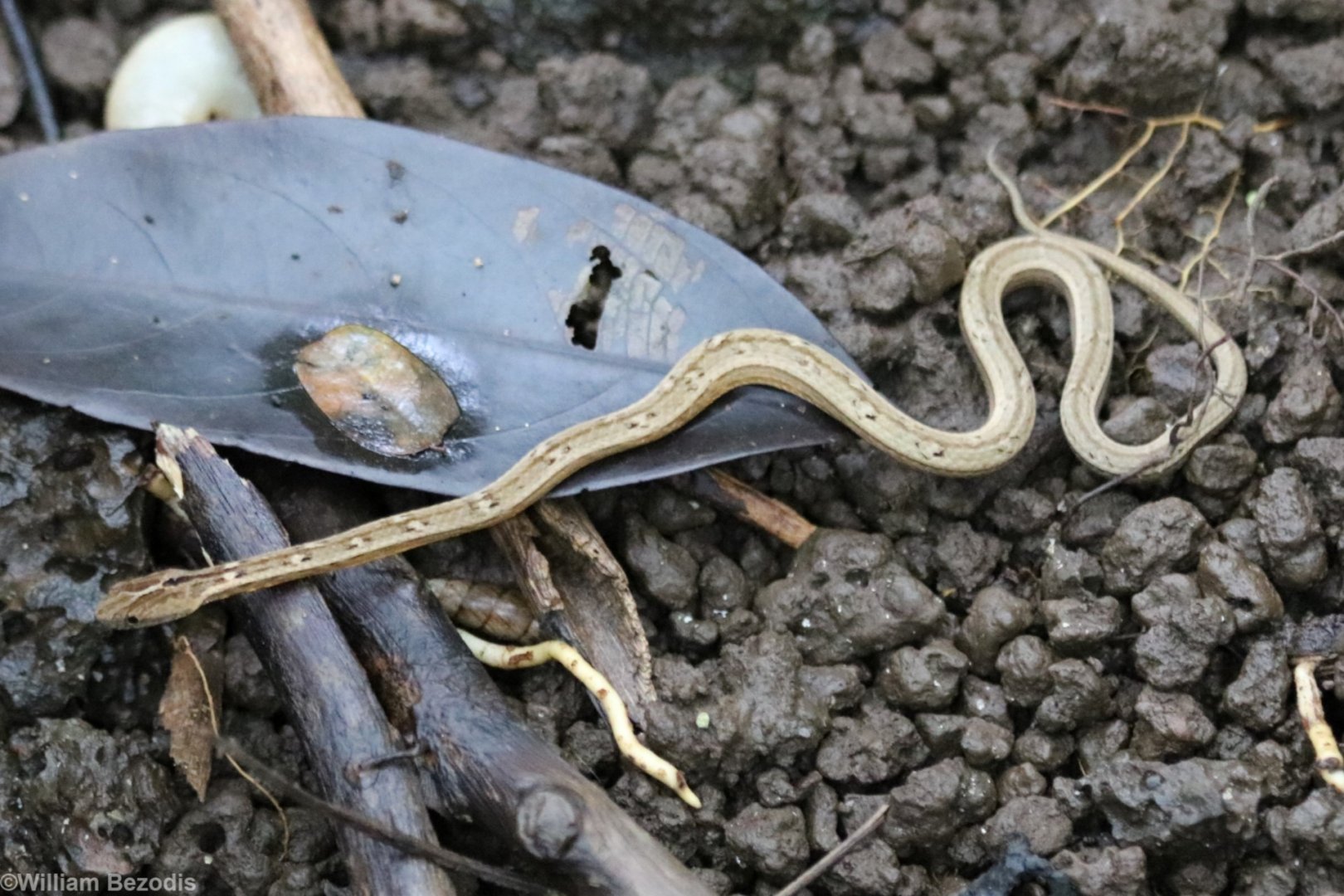 Small Snake of Some Kind - Cat Tien