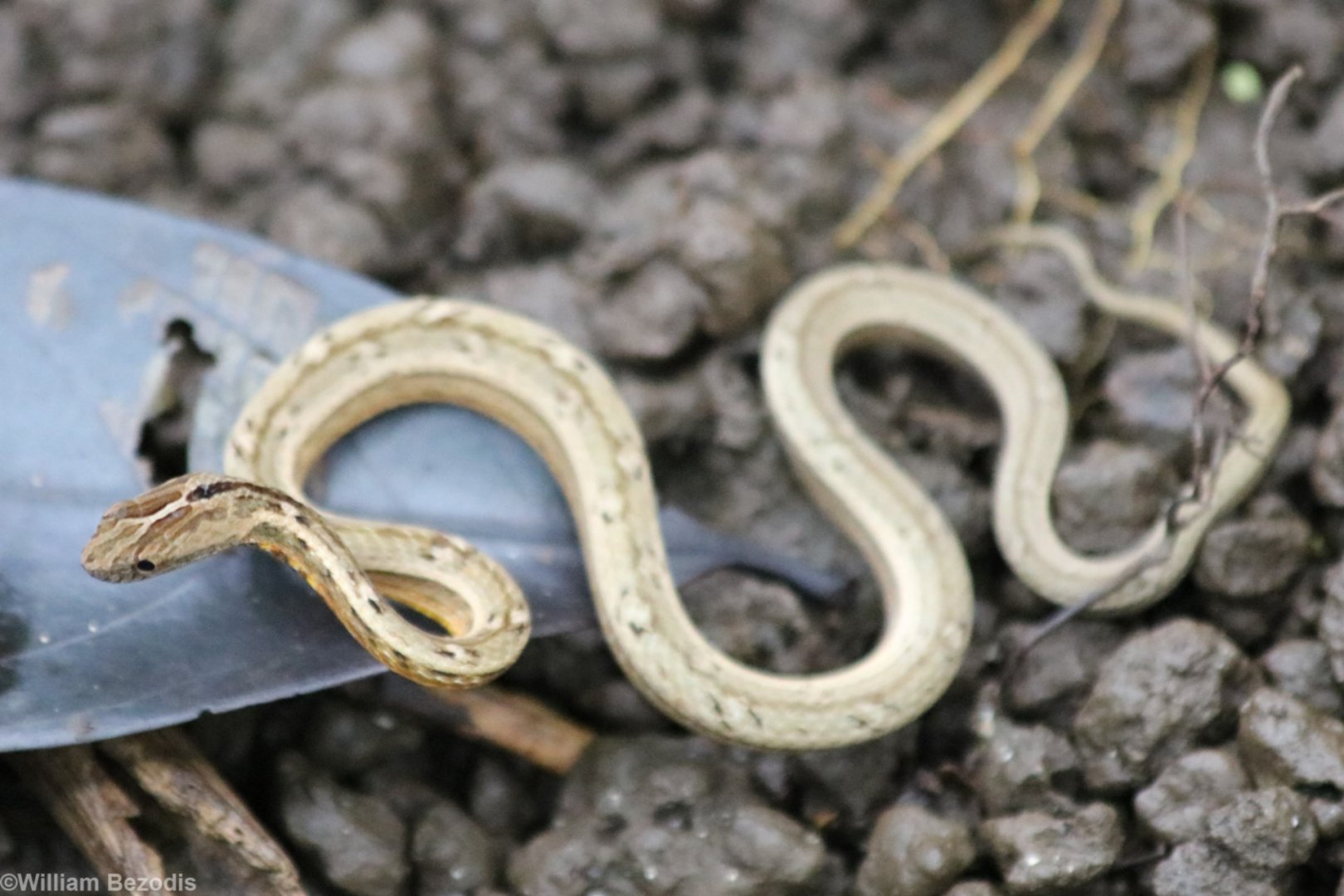 Small Snake of Some Kind - Cat Tien