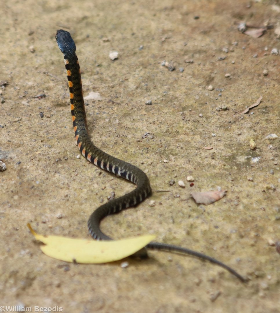 Small snake species - keelback?