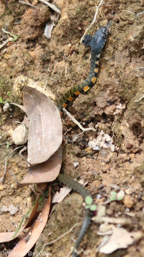 Small snake species - keelback?