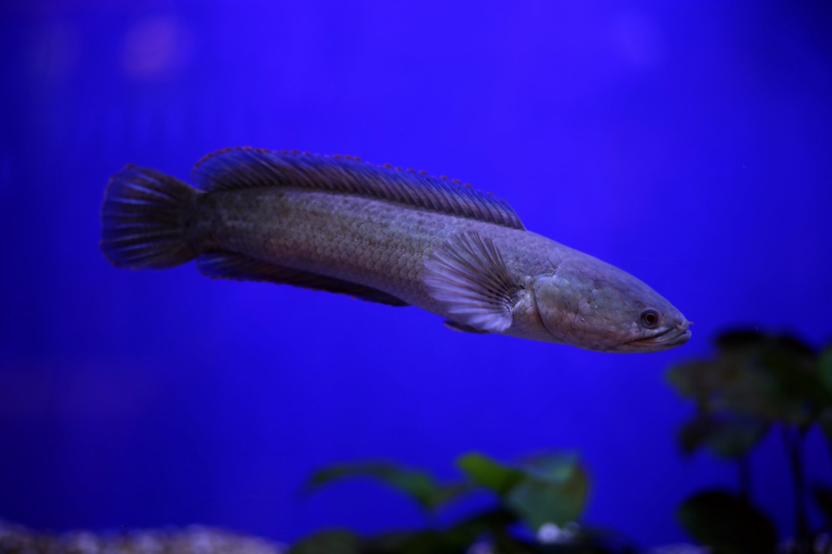 Small Snakehead (Channa asiatica)
