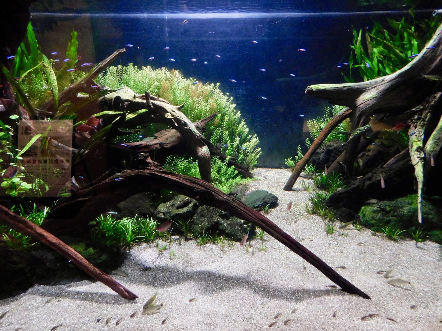 Small South American Freshwater Fish Tank - Kawasui Kawasaki Aquarium October 8, 2025