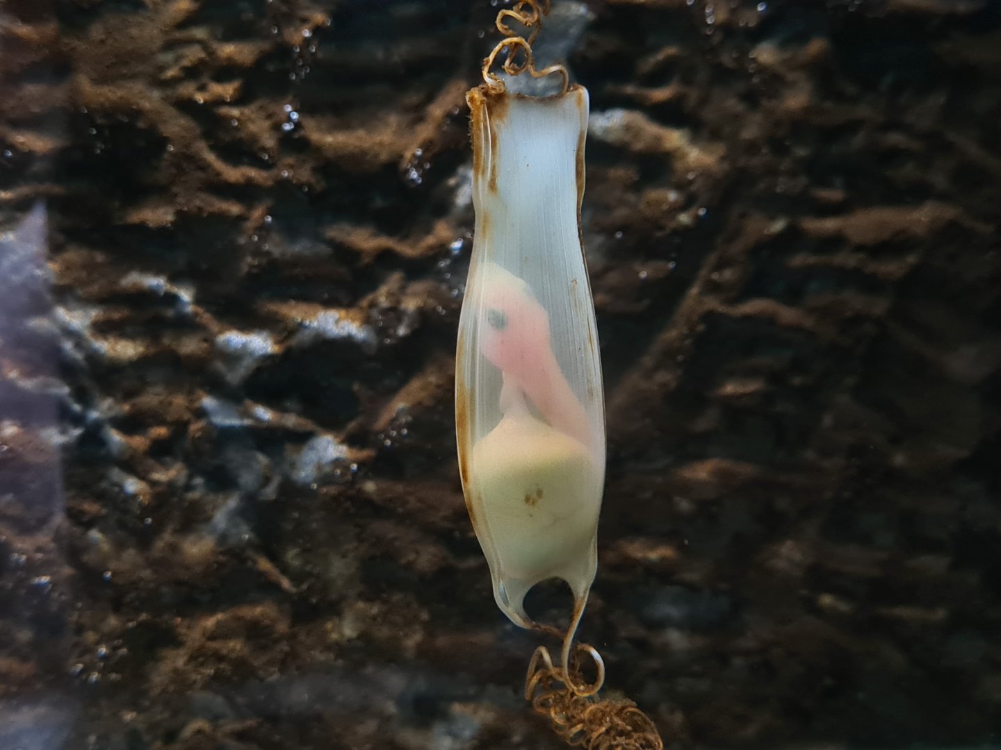 Small-spotted catshark egg