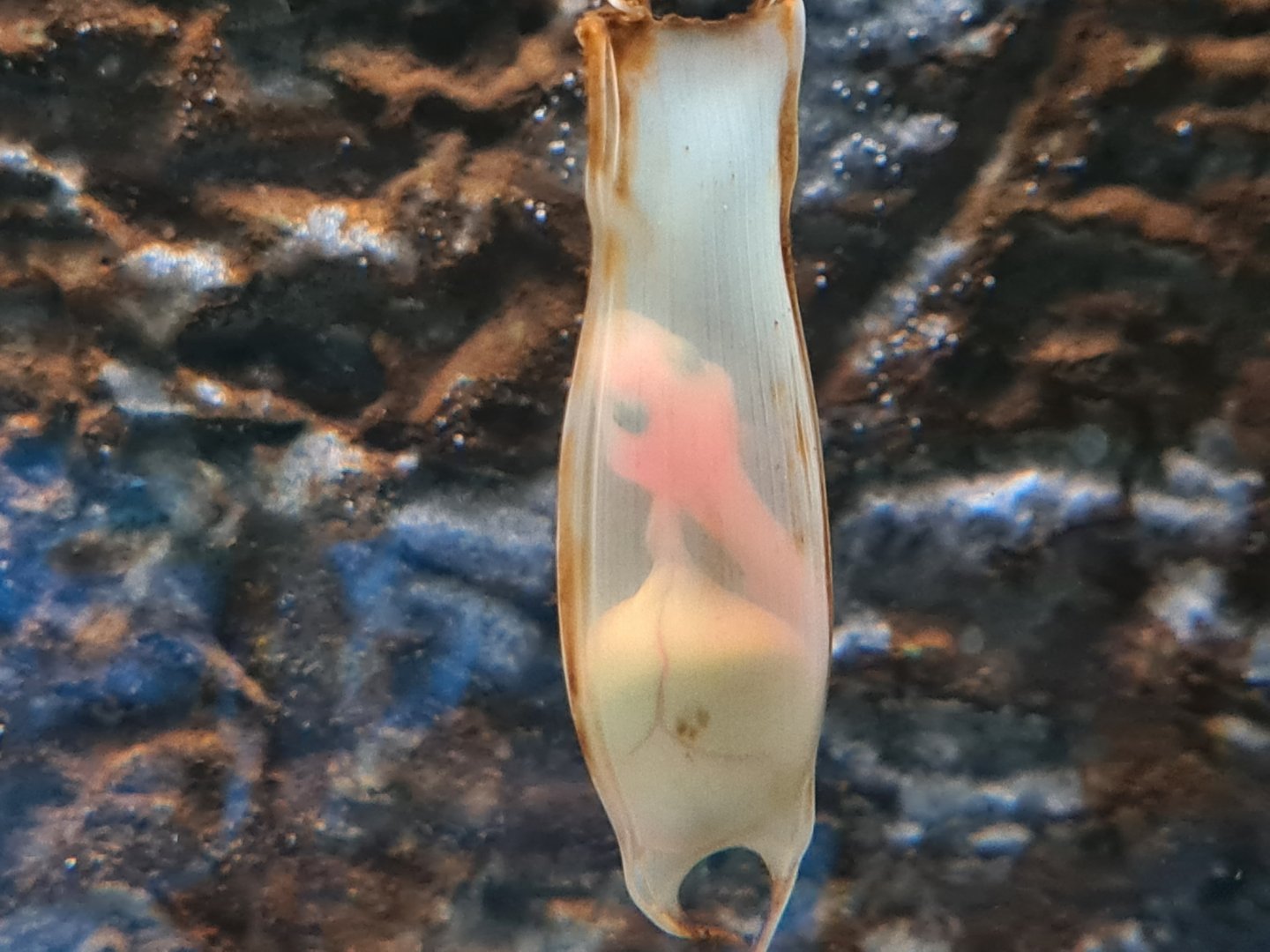 Small-spotted catshark egg