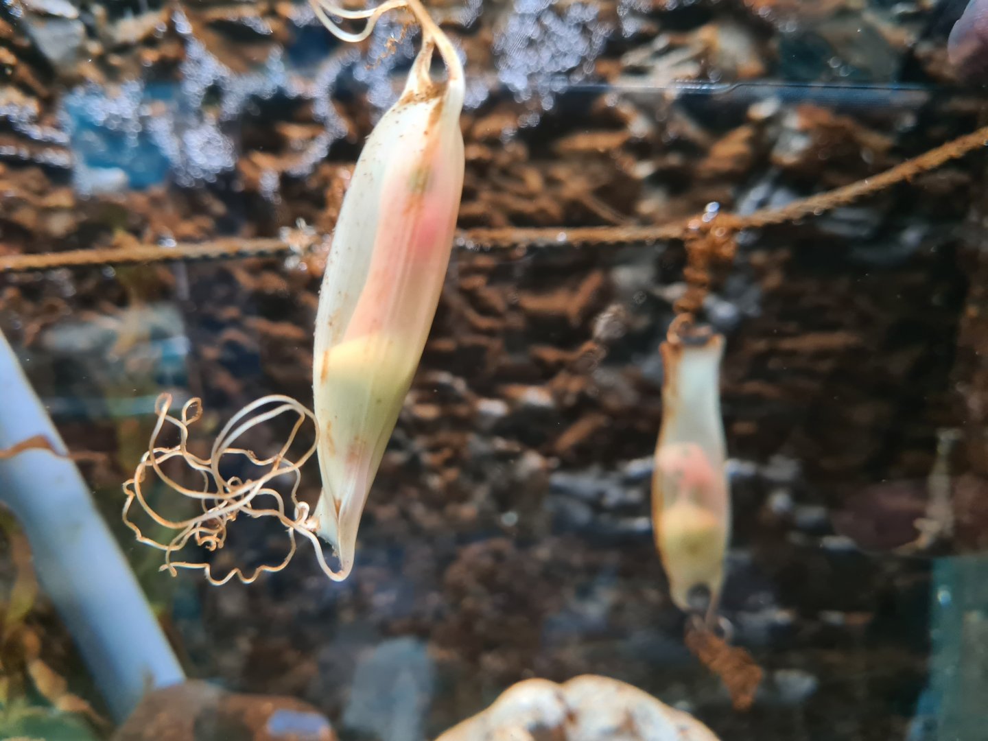 Small-spotted catshark eggs