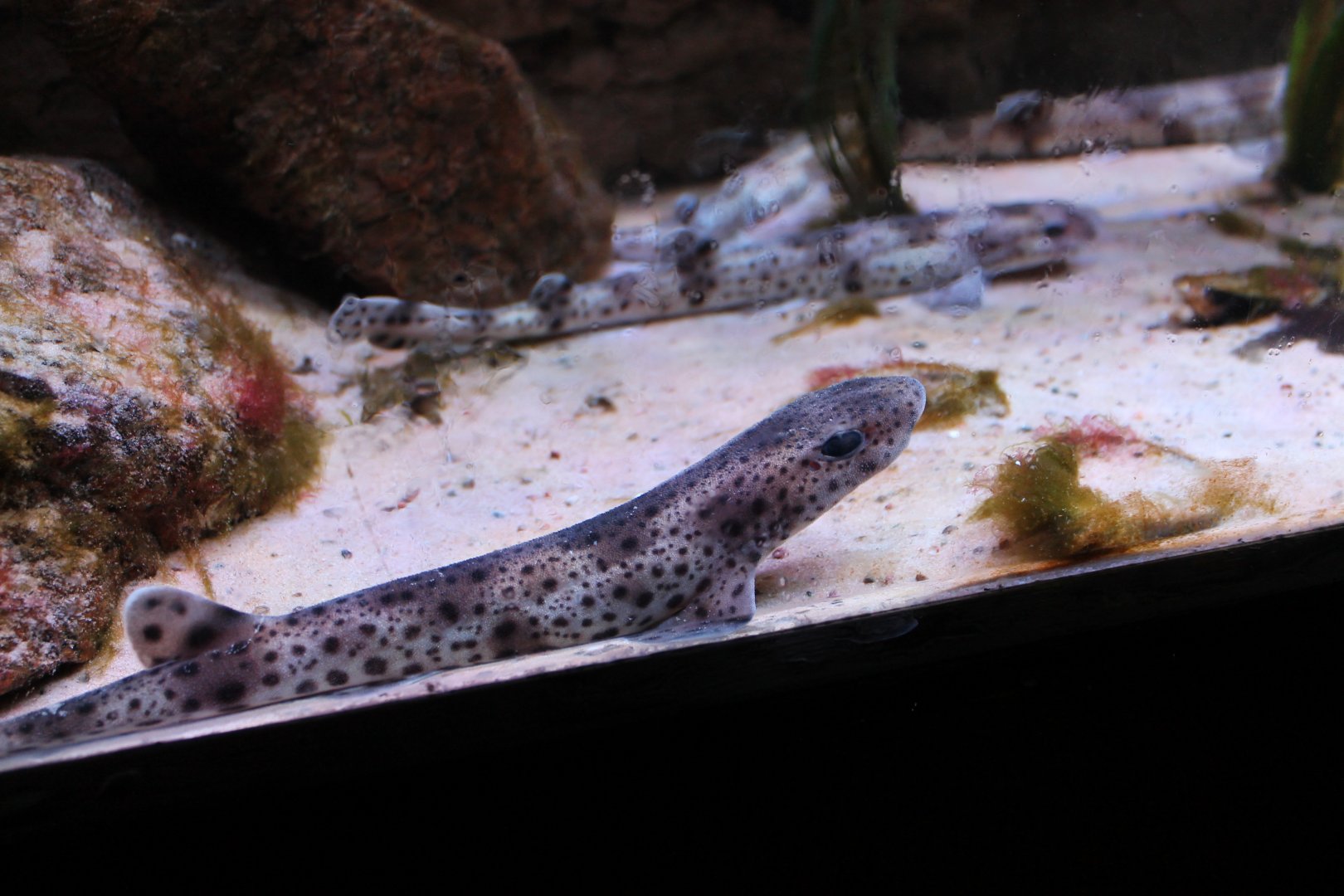 Small Spotted Catshark (?) Pups
