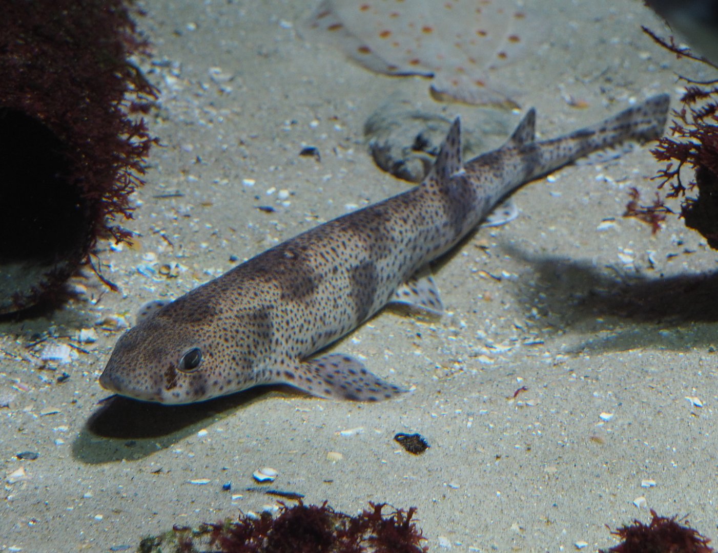 Small-spotted catshark (Scyliorhinus canicula), 2021-06-12