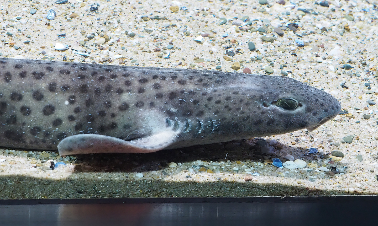 Small-spotted catshark (Scyliorhinus canicula), 2022-09-04