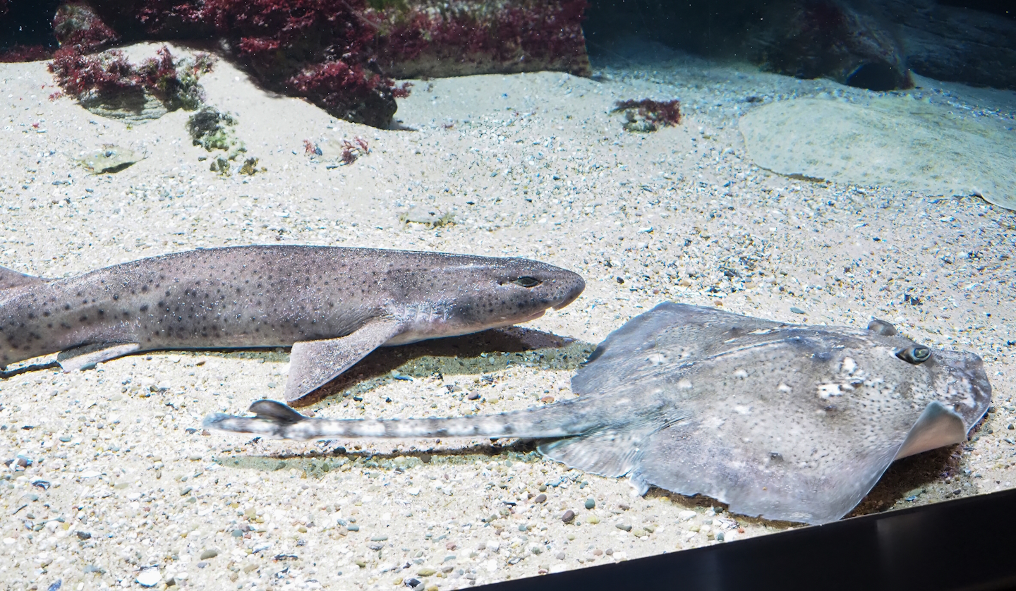 Small-spotted catshark (Scyliorhinus canicula) and Thornback ray (Raja clavata), 2023-04-08
