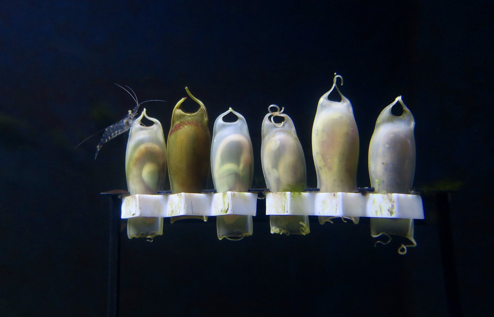 Small-Spotted Catshark (Scyliorhinus canicula) egg cases