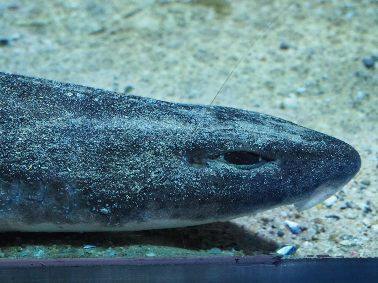 Small-spotted catshark (Scyliorhinus canicula), Feb 27th, 2019