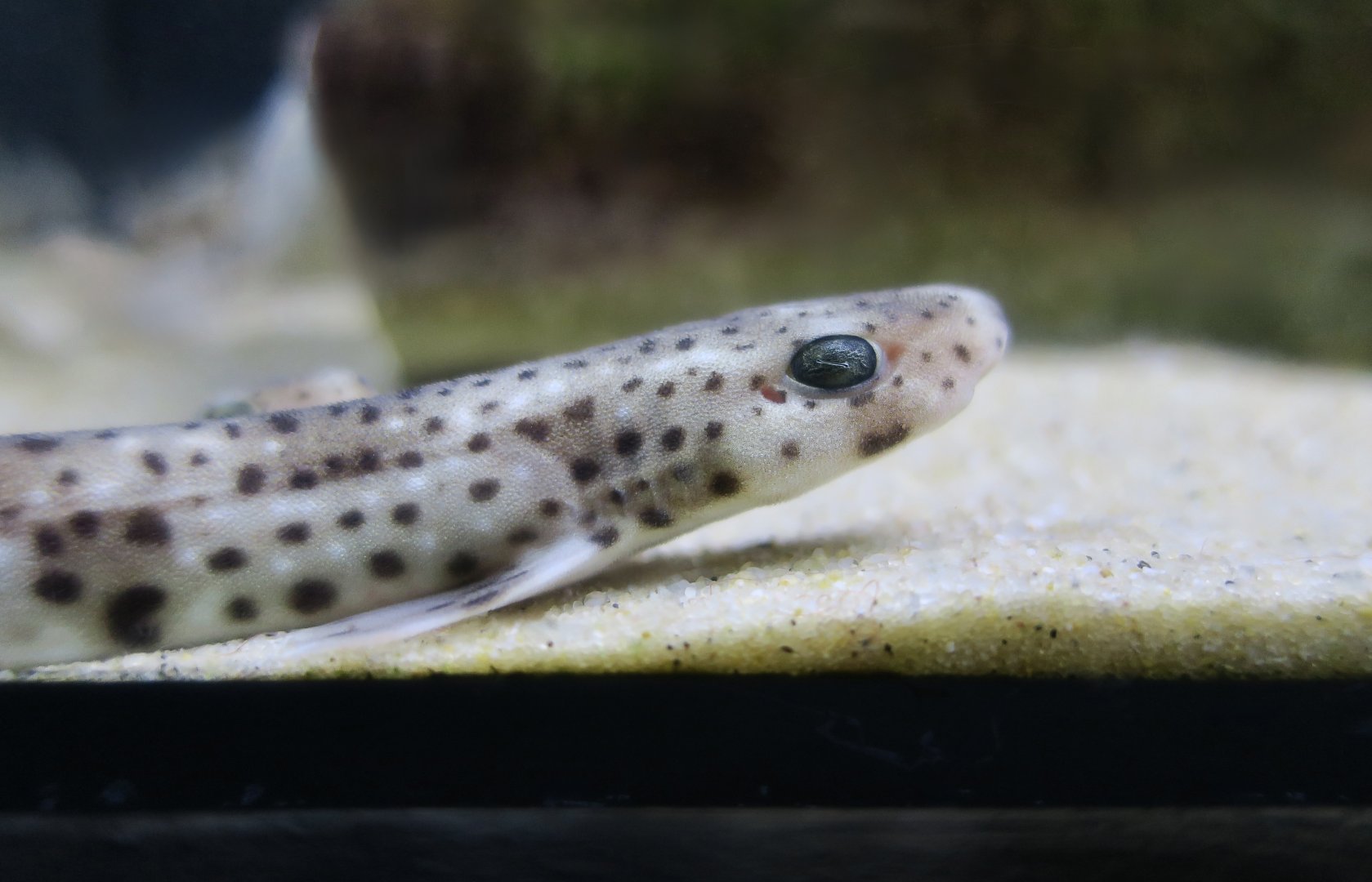 Small-Spotted Catshark (Scyliorhinus canicula) young