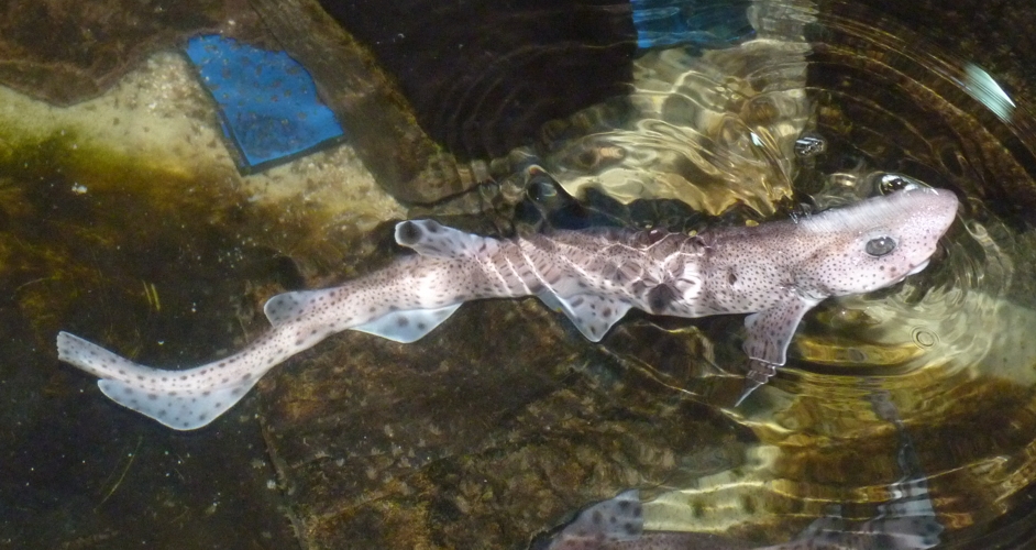 Small-spotted catshark (Scyliorhinus canicula)