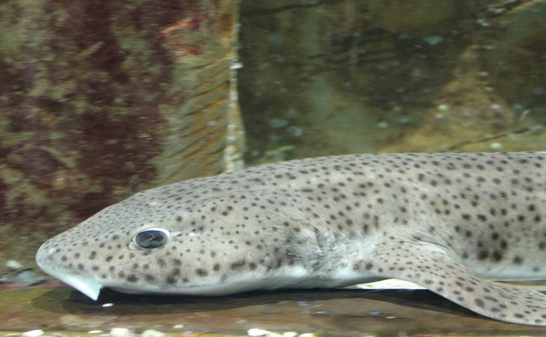 Small-spotted catshark - Scyliorhinus canicula