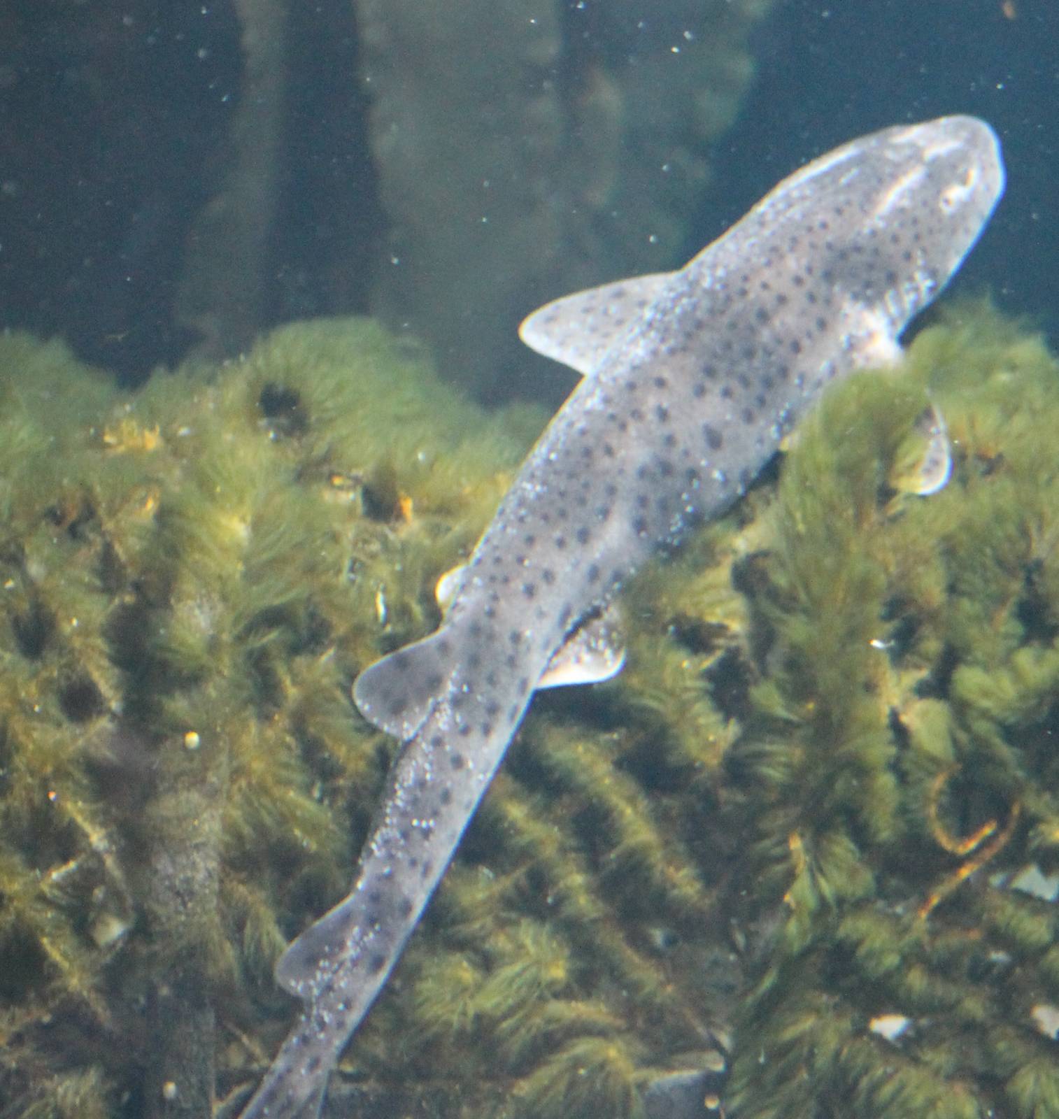 Small-spotted catshark
