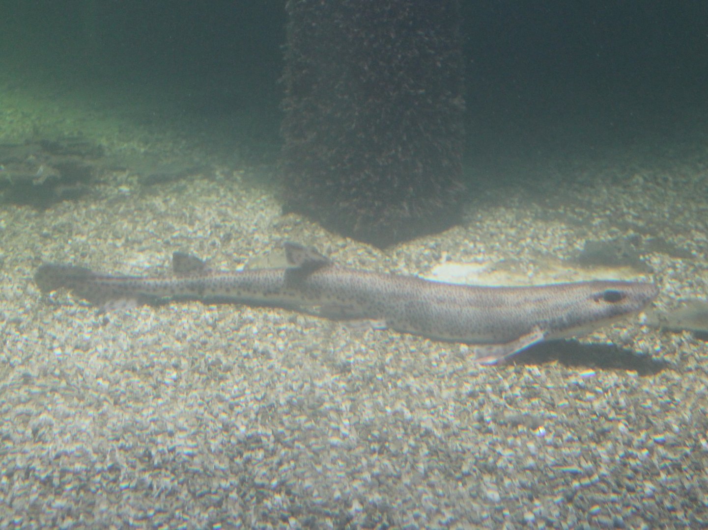 Small-spotted catshark