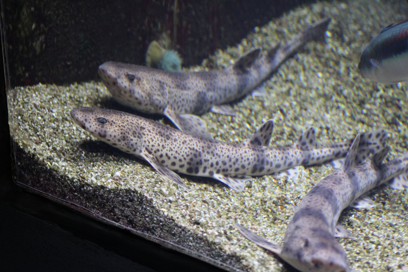 Small-Spotted Catshark