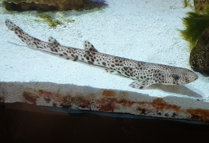 Small-spotted catshark