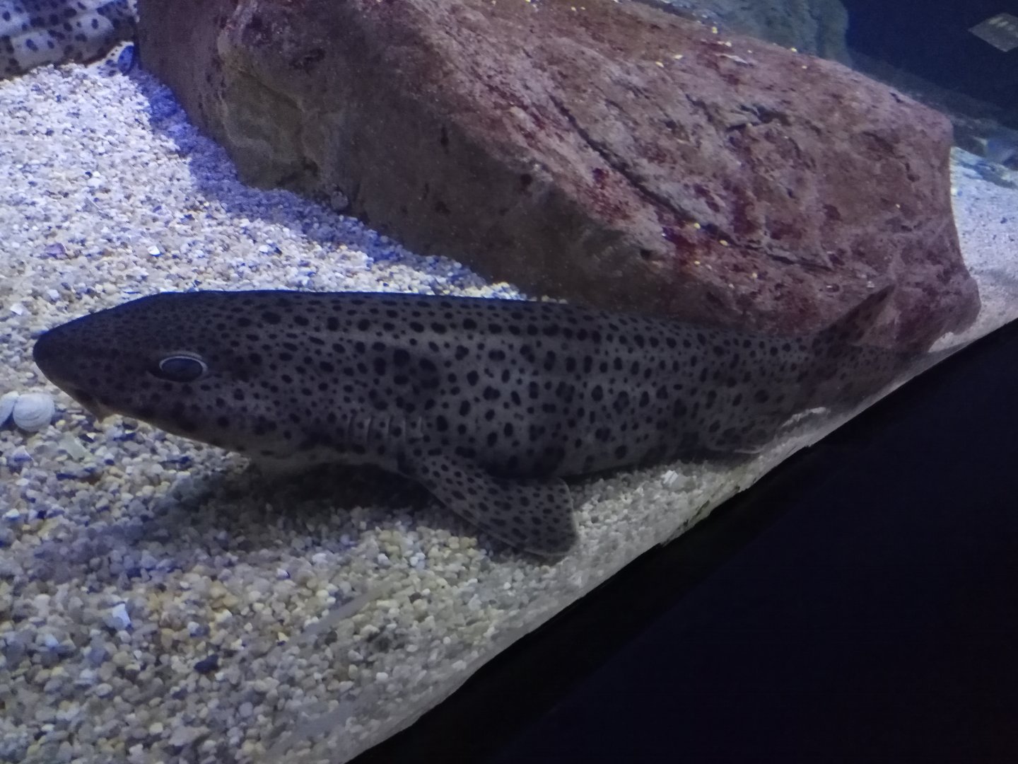 small-spotted catshark