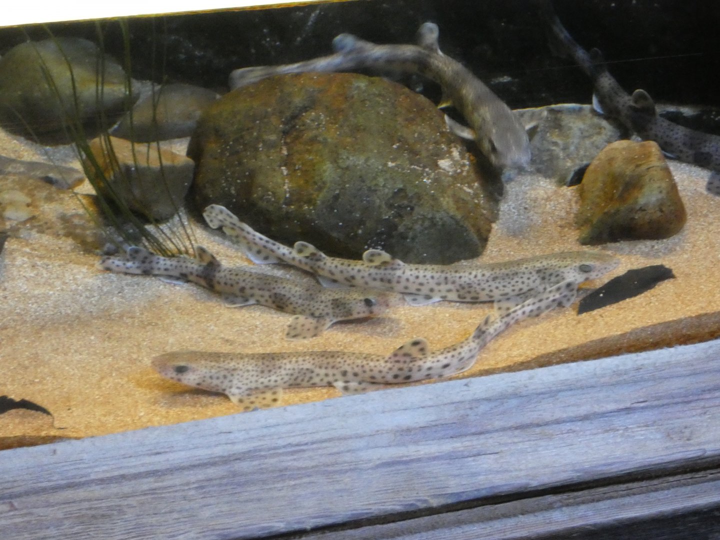 Small-spotted catshark