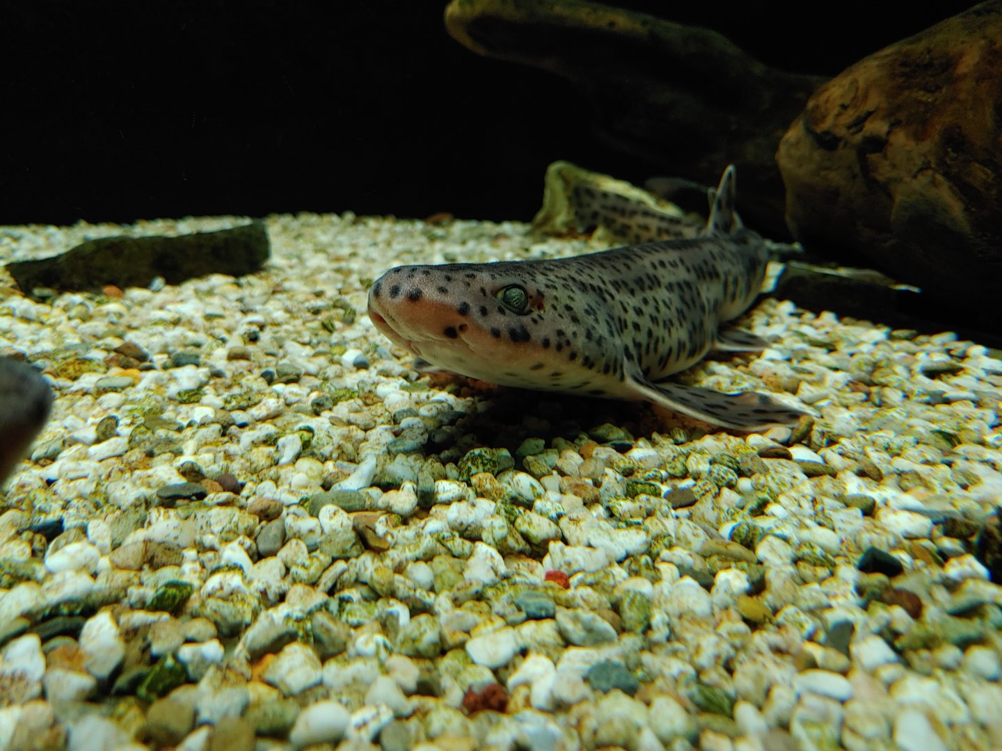 Small-spotted catshark