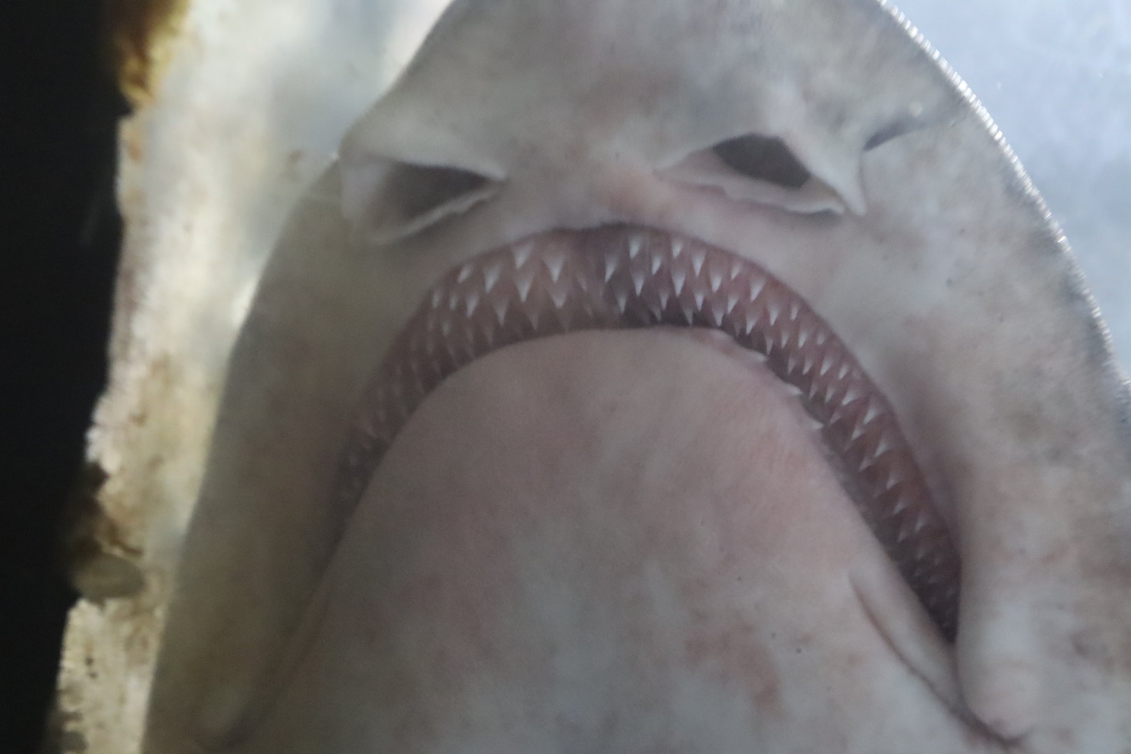 Small-spotted Catshark