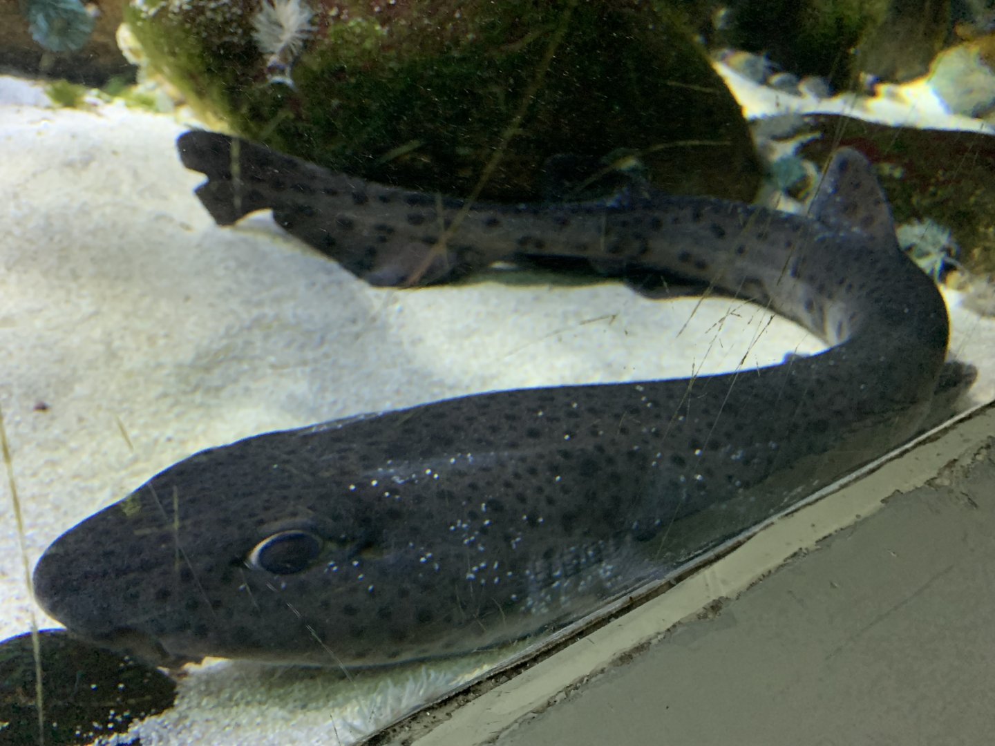 Small-spotted catshark