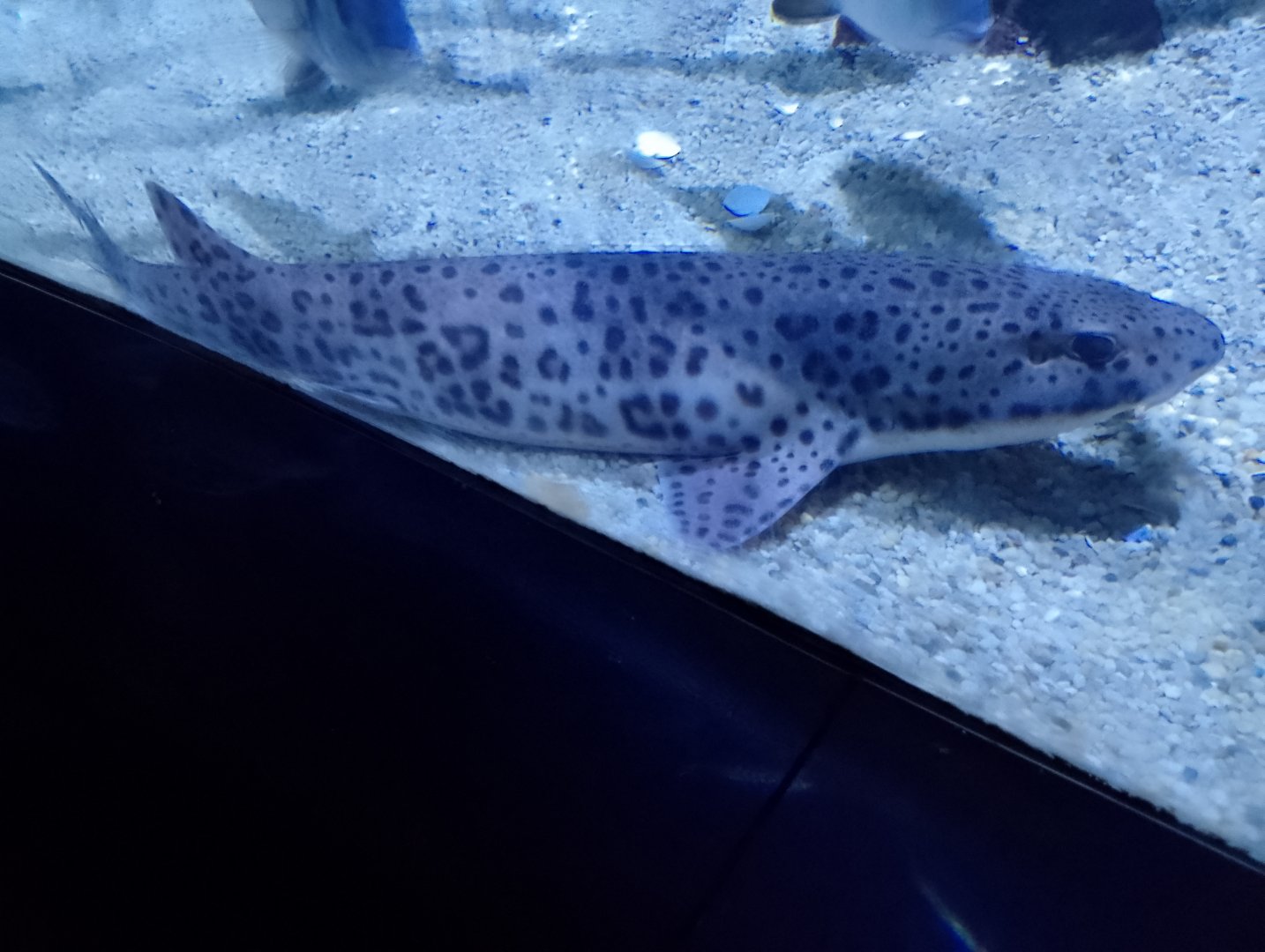 Small-spotted catshark