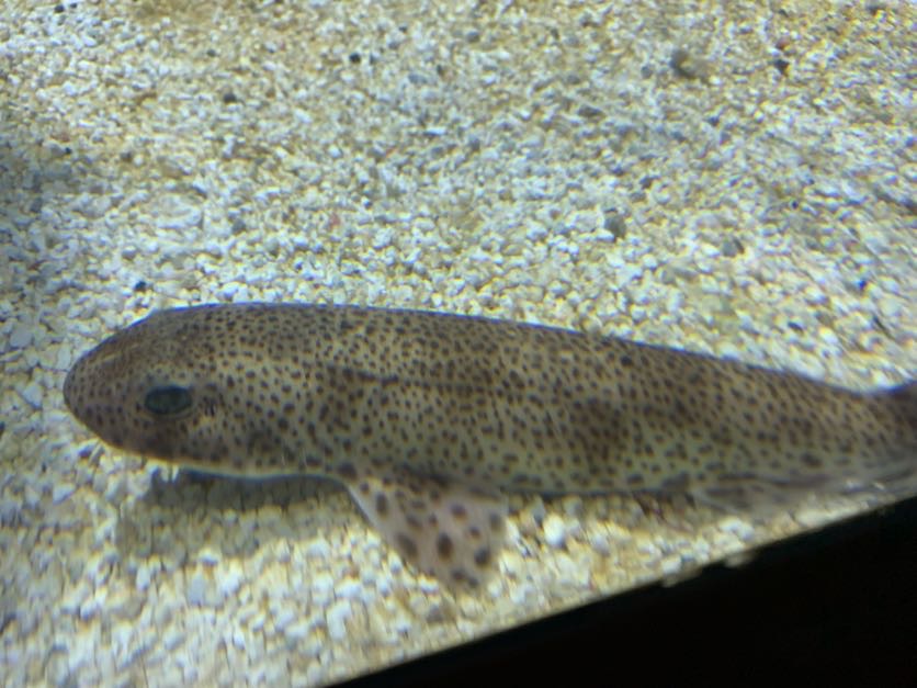 Small-spotted catshark