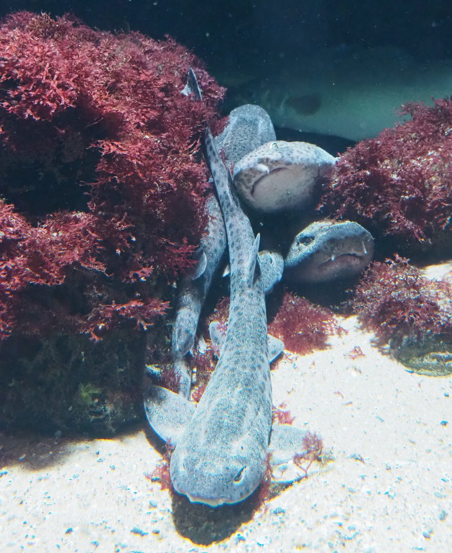 Small-spotted catsharks (Scyliorhinus canicula), 2023-07-02